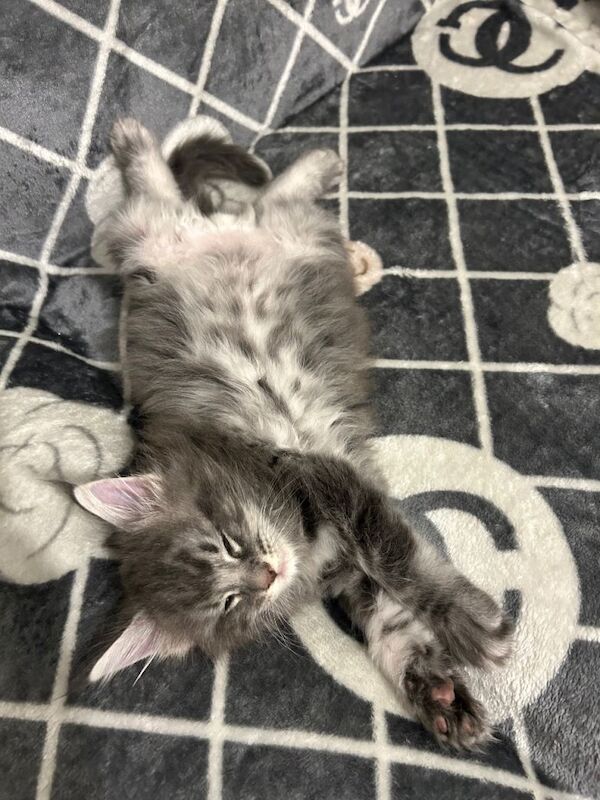 Maine Coon - Image 6 of 6