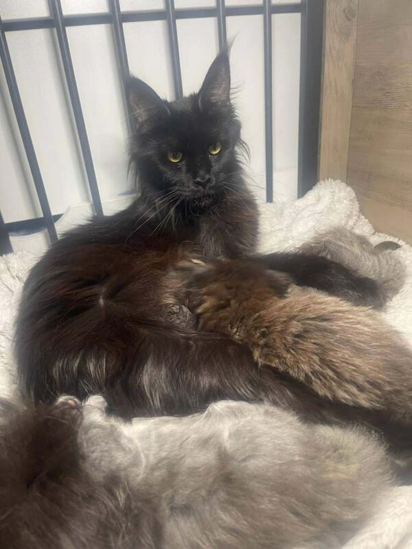 Maine Coon Kittens For Sale