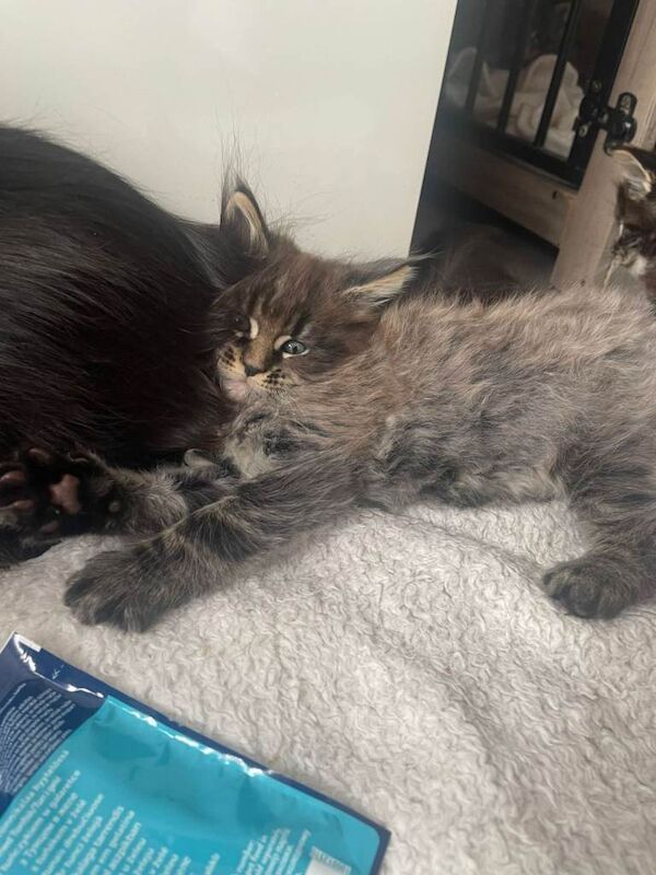 Maine coon - Image 2 of 3