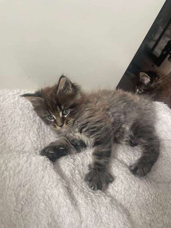 Maine coon - Image 3 of 3