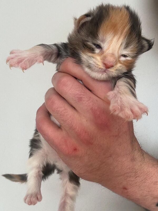 Maine coon - Image 2 of 11