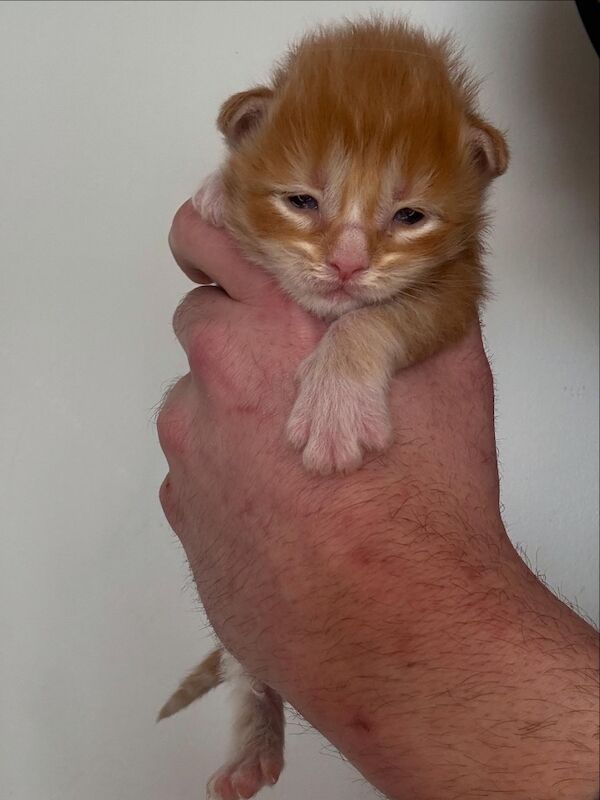 Maine coon - Image 3 of 11