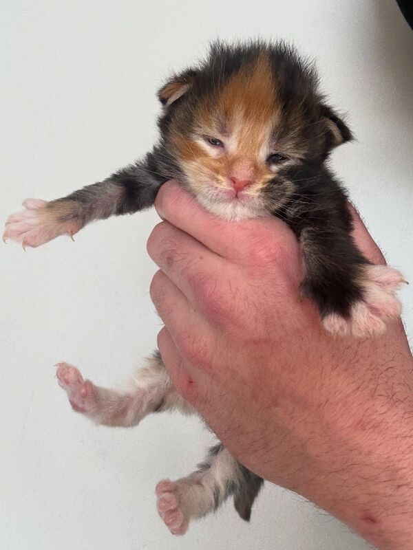 Maine coon - Image 4 of 11