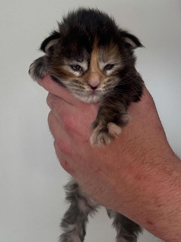 Maine coon - Image 5 of 11