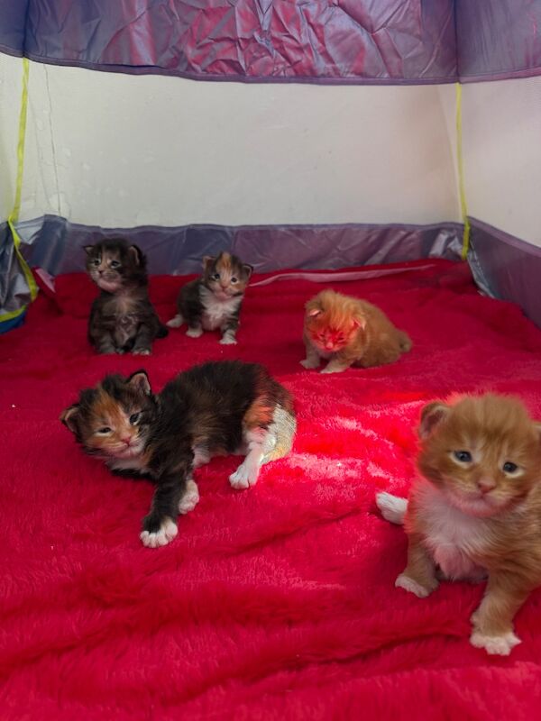 Maine coon - Image 6 of 11