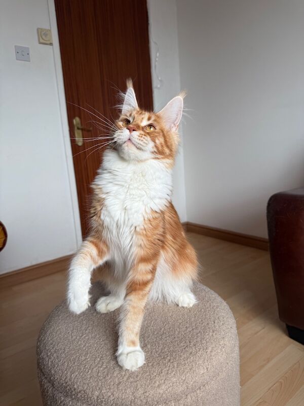 Maine coon - Image 7 of 11