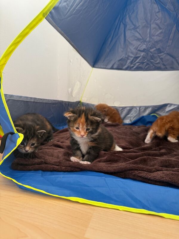 Maine coon - Image 8 of 11