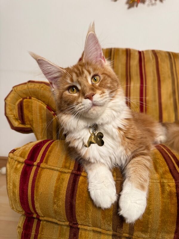 Maine coon - Image 9 of 11