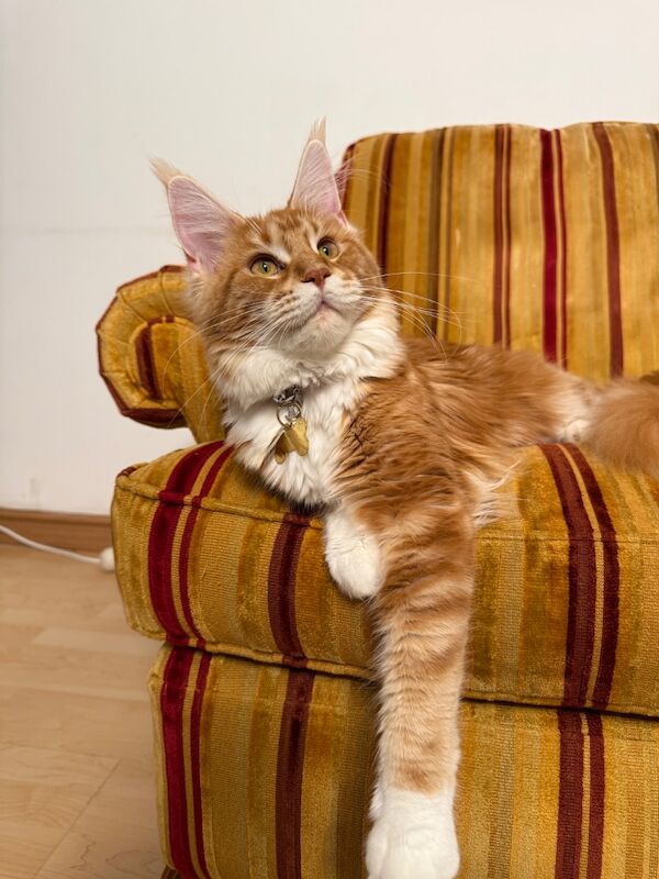 Maine coon - Image 10 of 11
