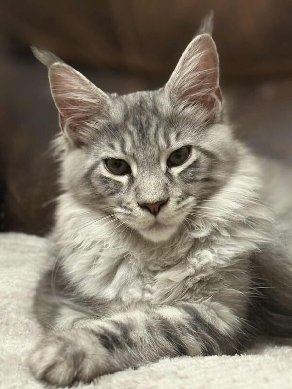 Maine Coon kittens for sale in Aberdeen, City of Aberdeen – 5 months old