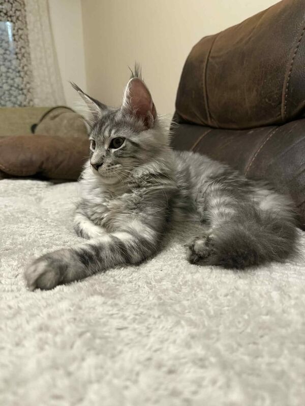 Maine Coon kittens for sale in Aberdeen, City of Aberdeen – 5 months old - Image 2 of 3