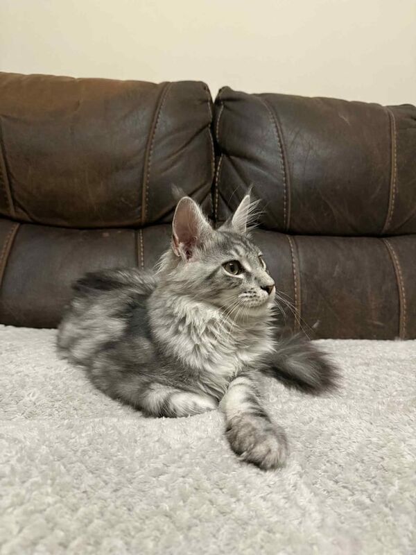 Maine Coon kittens for sale in Aberdeen, City of Aberdeen – 5 months old - Image 3 of 3