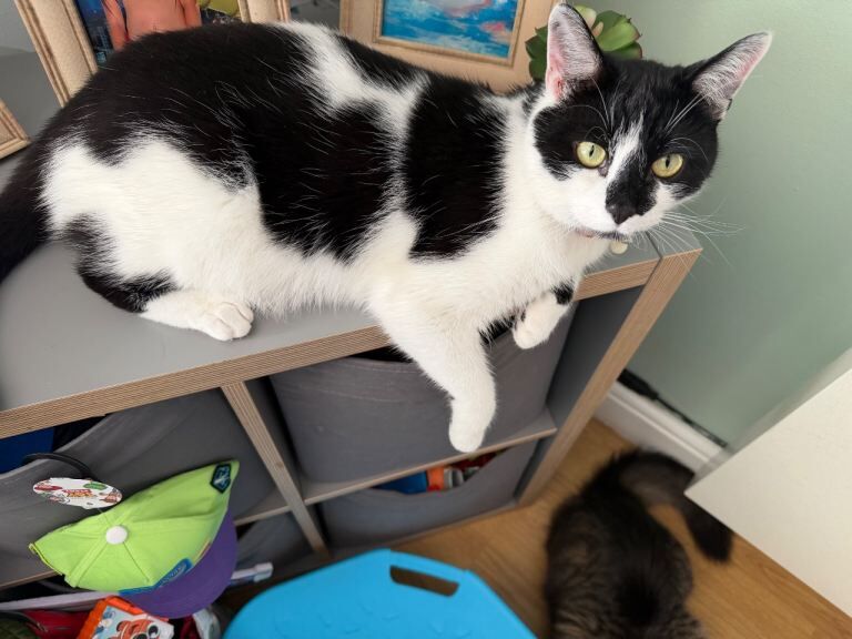 maine coon and Bombay and one tabby cat - Image 2 of 3