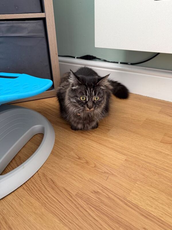 maine coon and Bombay and one tabby cat - Image 3 of 3