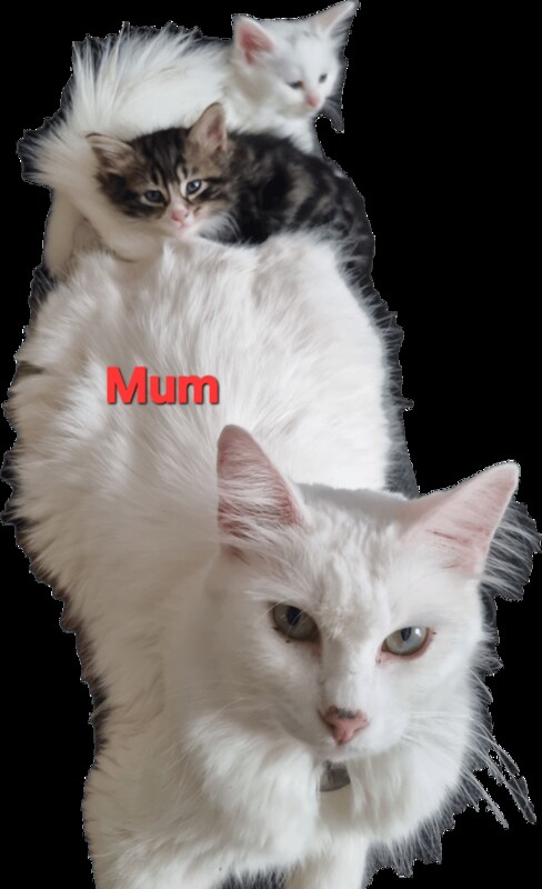Maine Coon kittens for sale in Southampton, Hampshire – 4 months old - Image 2 of 4