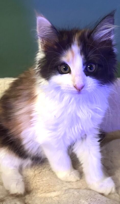 Maine Coon kittens for sale in CA8 7LF – 8 weeks old - Image 1 of 4
