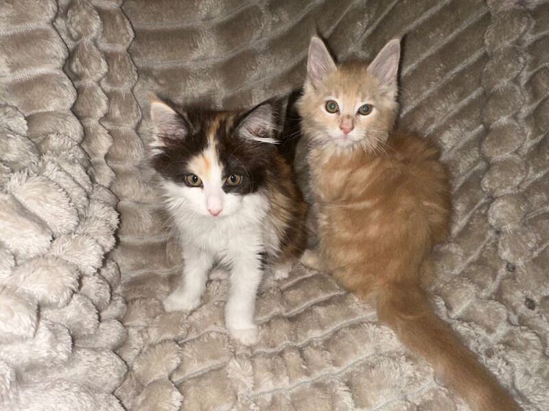 Maine Coon kittens for sale in CA8 7LF – 8 weeks old - Image 2 of 4