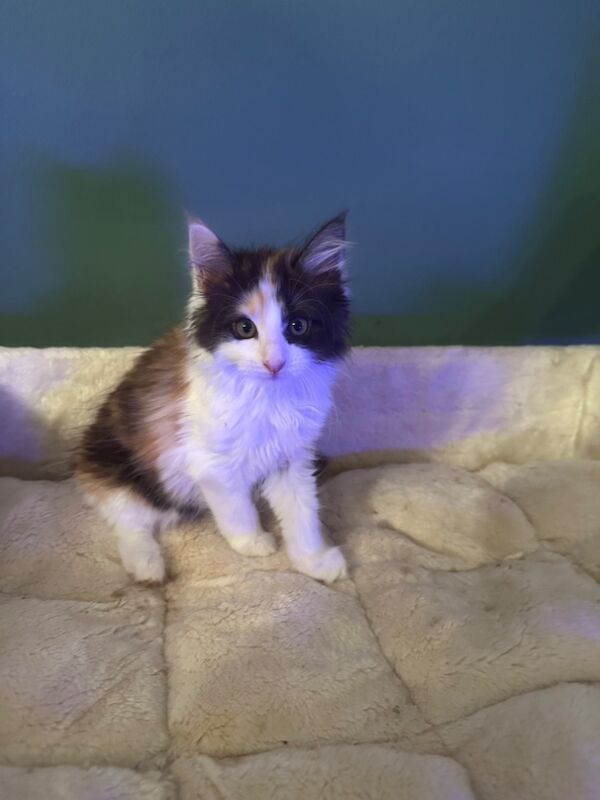 Maine Coon kittens for sale in CA8 7LF – 8 weeks old - Image 3 of 4