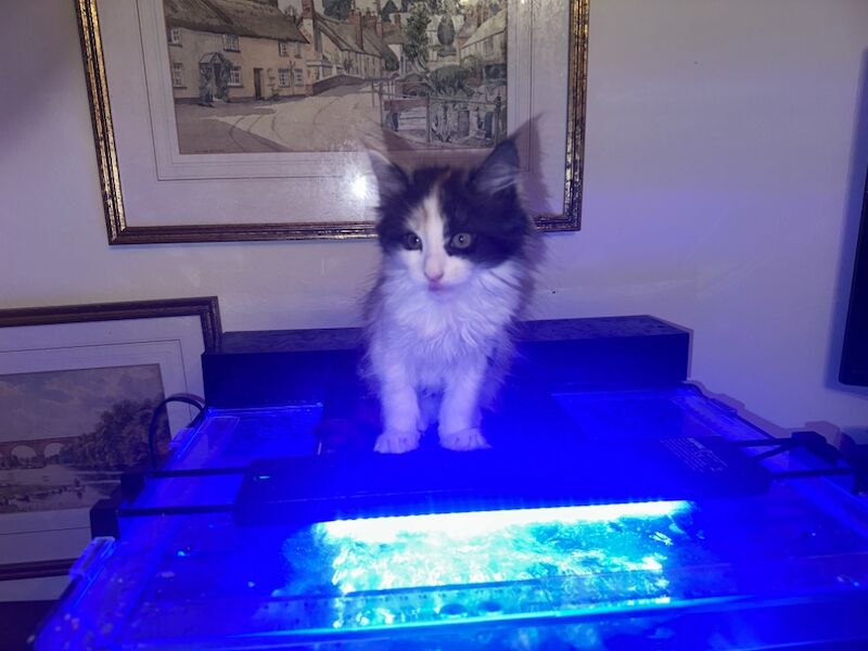 Maine Coon kittens for sale in CA8 7LF – 8 weeks old - Image 4 of 4