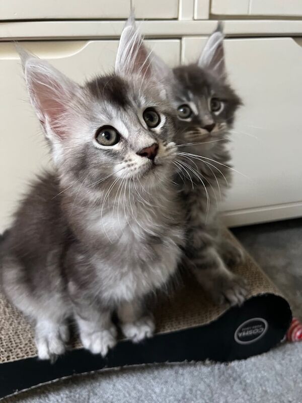 Maine Coon kittens for sale in Poole, Dorset – 3 months old - Image 2 of 3