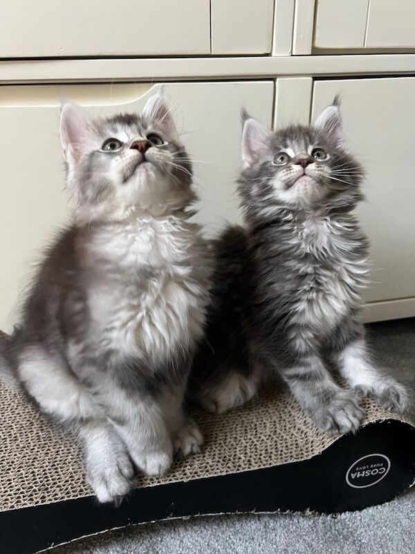 Maine Coon kittens for sale in Poole, Dorset – 3 months old - Image 3 of 3