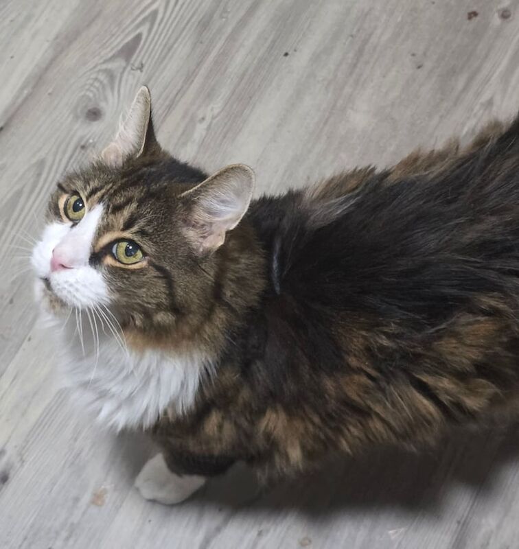Maine Coon kittens for sale in Bramley, West Yorkshire – 3 years old