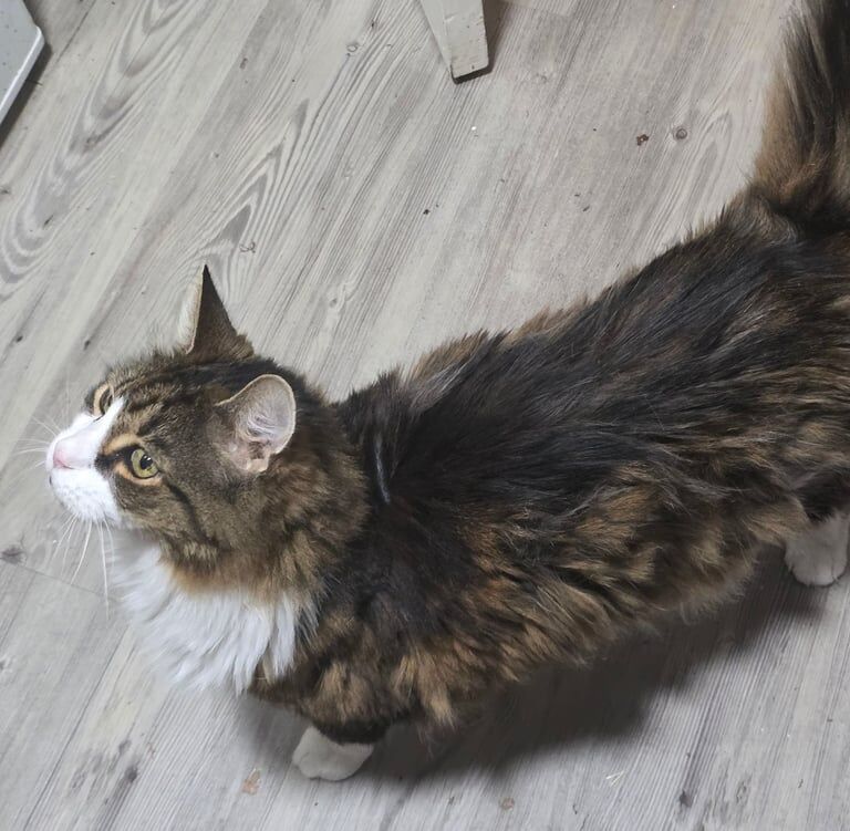 Maine Coon kittens for sale in Bramley, West Yorkshire – 3 years old - Image 2 of 2