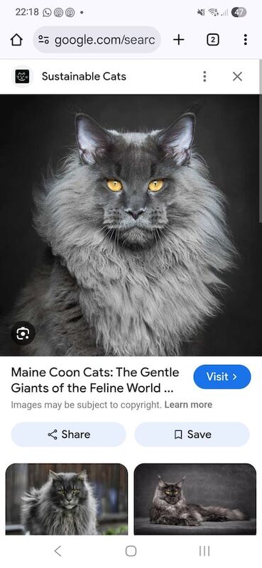 Maine Coon kittens for sale in Lincoln, Lincolnshire – 7 months old