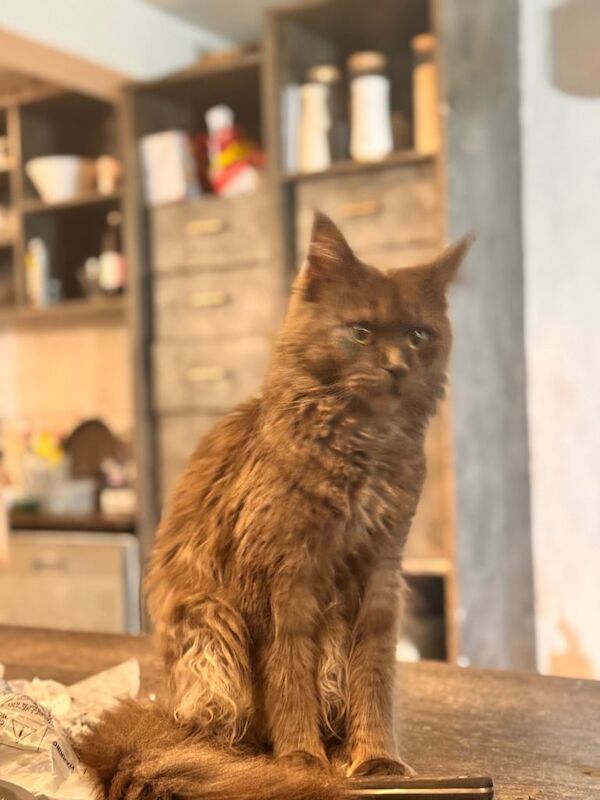 Maine Coon kittens for sale in Bradford, West Yorkshire – 1 year old