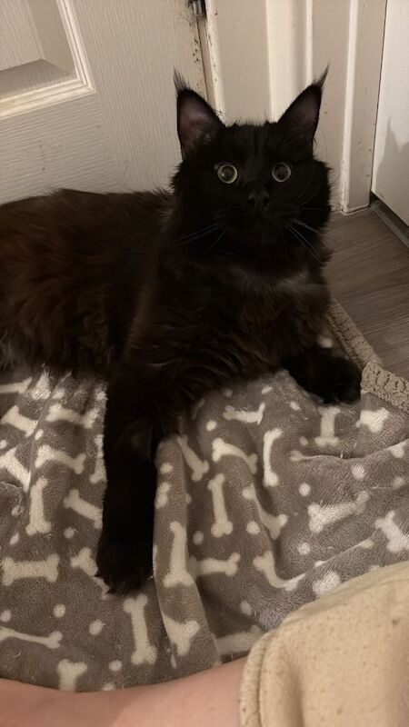 Maine coon cat - Image 2 of 5