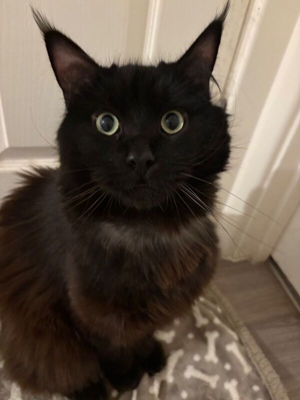 Maine coon cat - Image 3 of 5