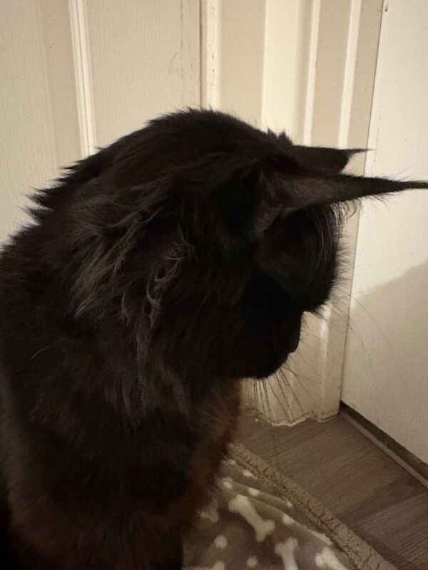 Maine coon cat - Image 4 of 5