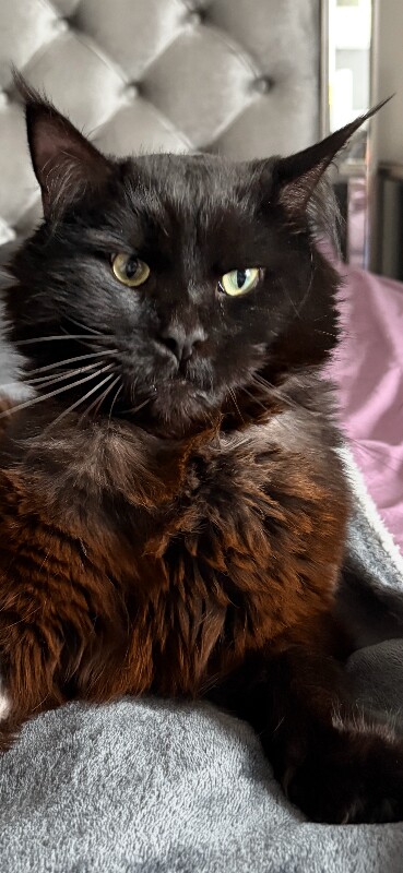 Maine coon cat - Image 5 of 5