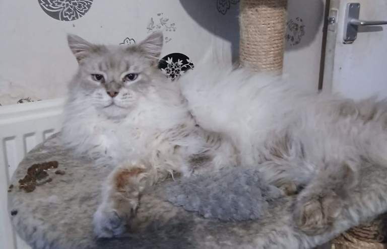 Maine Coon Cat Big And Beautiful Male