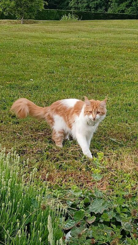 Maine Coon kittens for sale in Royal Tunbridge Wells, Kent – 1 year old