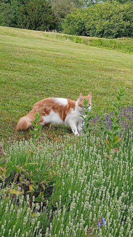 Maine Coon kittens for sale in Royal Tunbridge Wells, Kent – 1 year old - Image 2 of 6