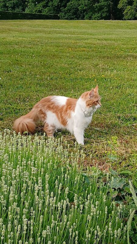 Maine Coon kittens for sale in Royal Tunbridge Wells, Kent – 1 year old - Image 3 of 6