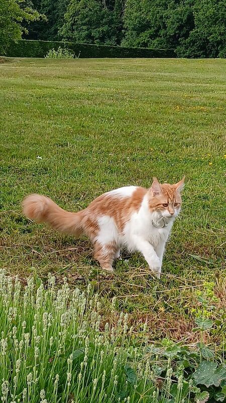 Maine Coon kittens for sale in Royal Tunbridge Wells, Kent – 1 year old - Image 4 of 6