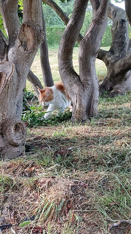 Maine Coon kittens for sale in Royal Tunbridge Wells, Kent – 1 year old - Image 5 of 6