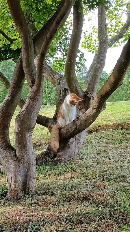 Maine Coon kittens for sale in Royal Tunbridge Wells, Kent – 1 year old - Image 6 of 6