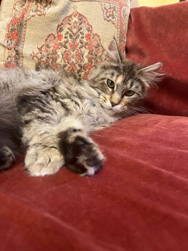Maine Coon cat for sale