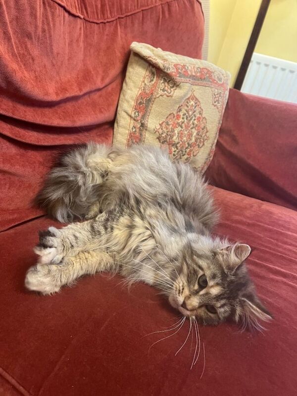 Maine Coon cat for sale - Image 2 of 4