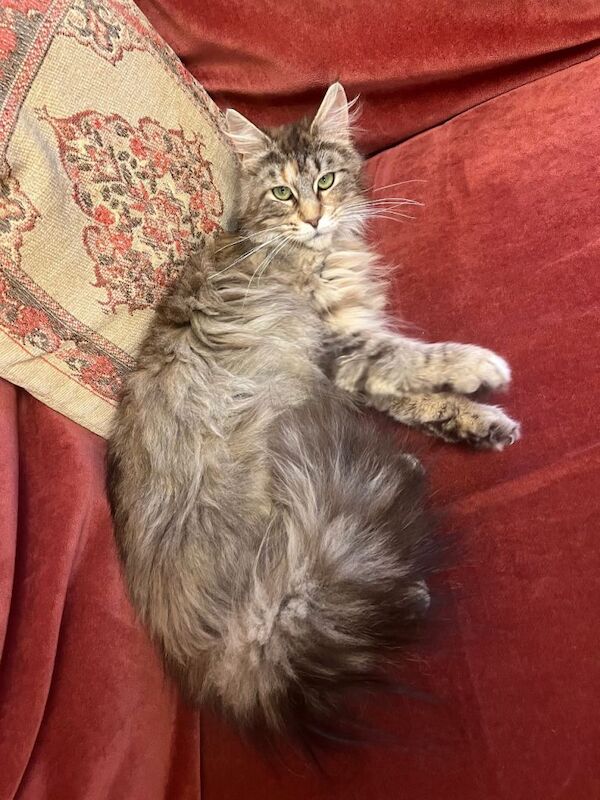 Maine Coon cat for sale - Image 3 of 4