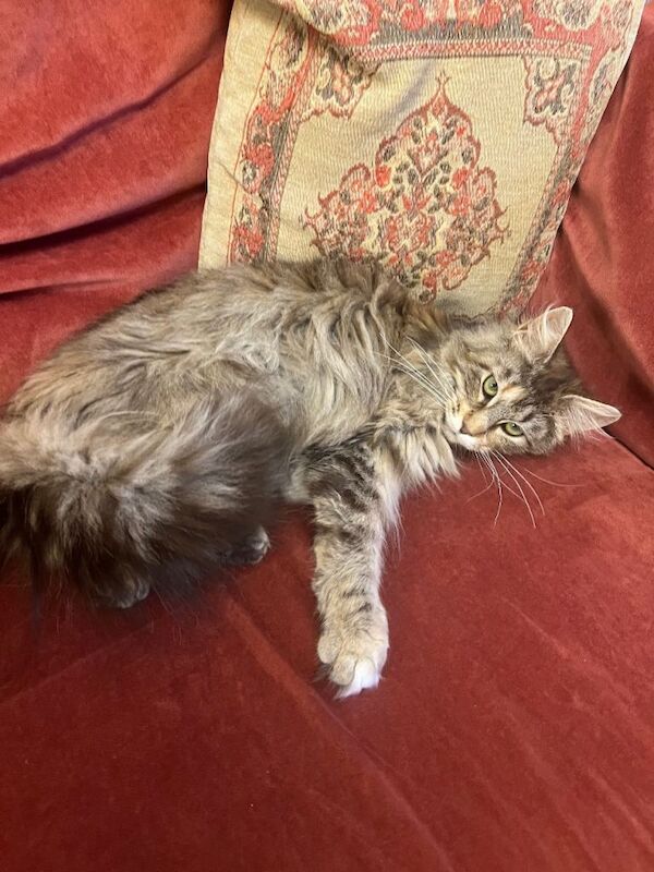 Maine Coon cat for sale - Image 4 of 4