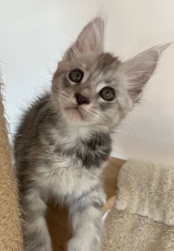 Maine Coon kittens for sale in Poole, Dorset – 8 weeks old