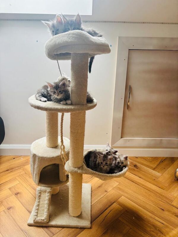 Maine coon cats