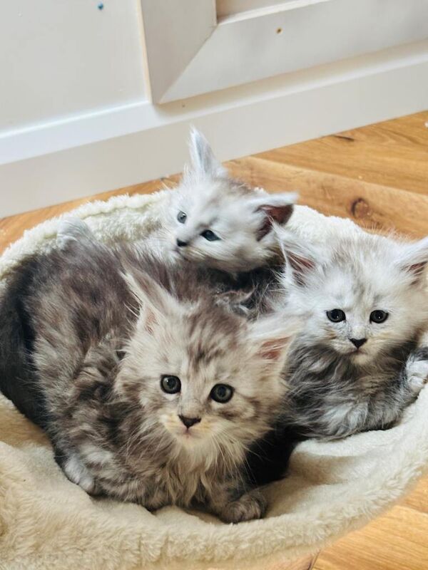 Maine coon cats - Image 2 of 3