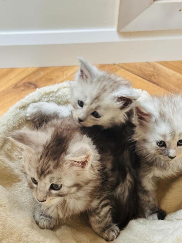Maine coon cats - Image 3 of 3