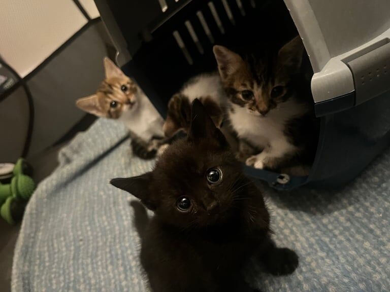 Maine coon x champion bloodline for sale in Hindley, Greater Manchester