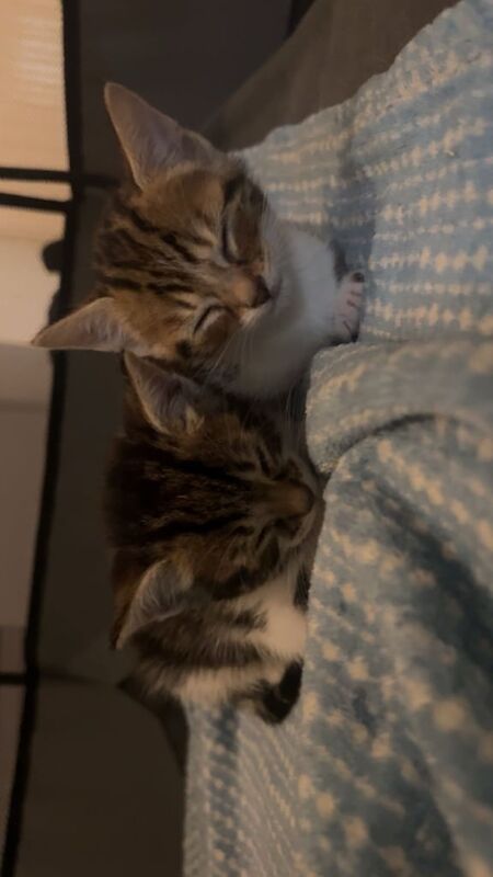 Maine coon x champion bloodline for sale in Hindley, Greater Manchester - Image 2